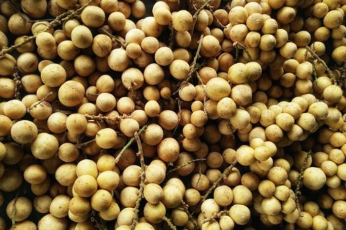 Menggali Lebih Dalam Tentang Langsat, Buah Tropis yang Penuh Manfaat