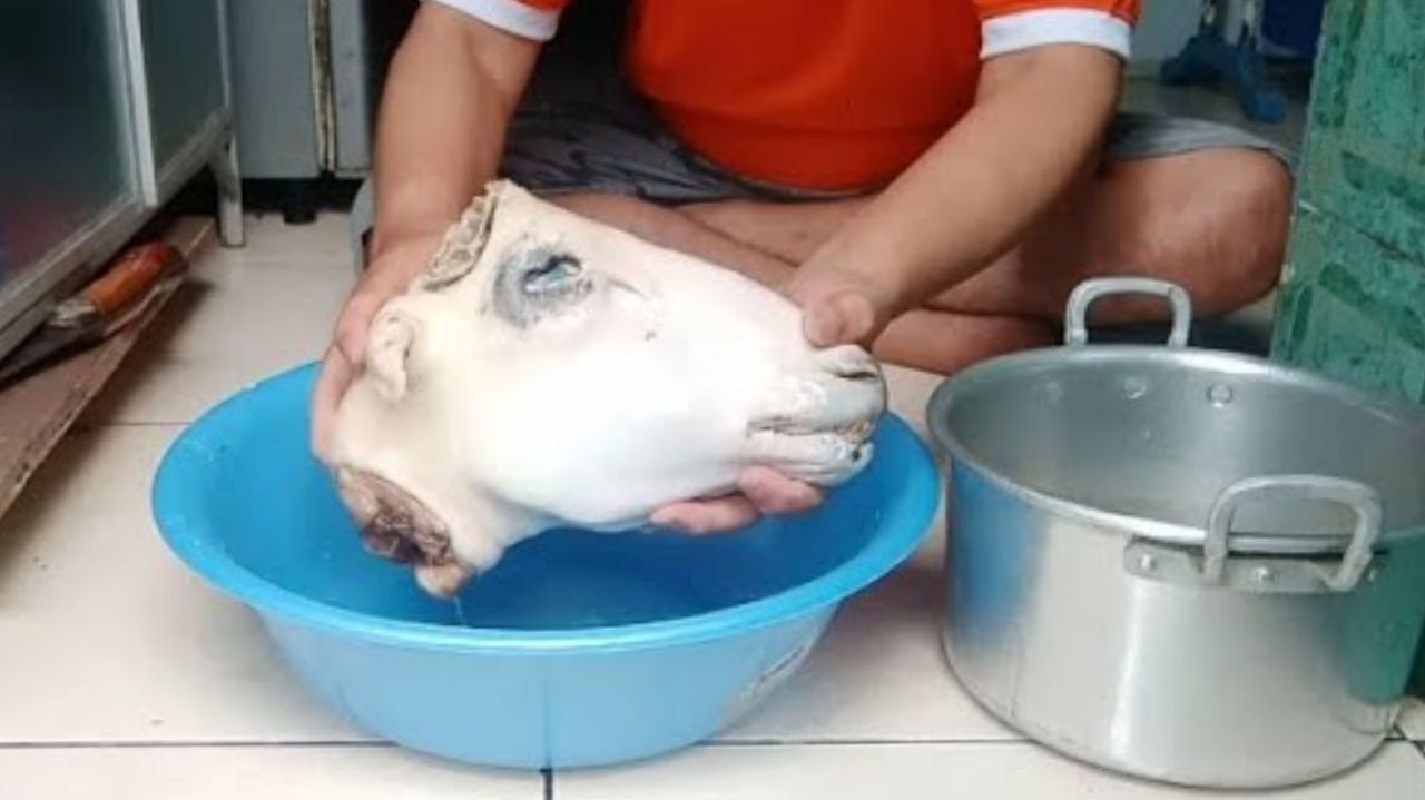 Cara Membersihkan Kepala Kambing dengan Mudah