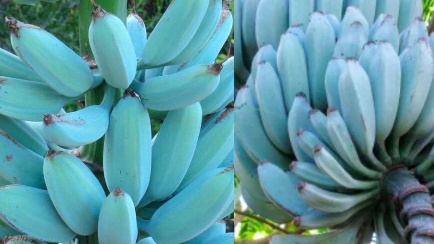 Mengenal Blue Java Banana, Sensasi Pisang Berwarna Biru dengan Rasa Es Krim Vanila