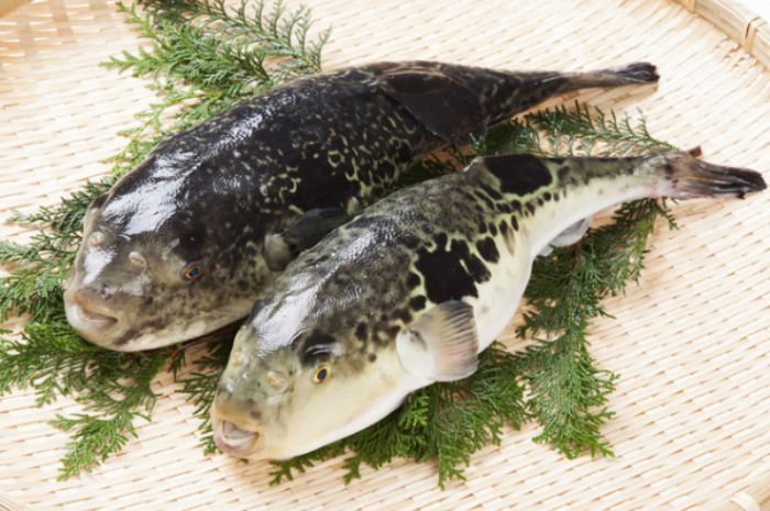 Fugu, Ikan Beracun yang Jadi Hidangan Mewah di Jepang