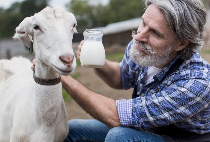 Banyak yang Belum Tahu, Ini Manfaat Mengonsumsi Susu Kambing Etawa Bagi Kesehatan Tulang