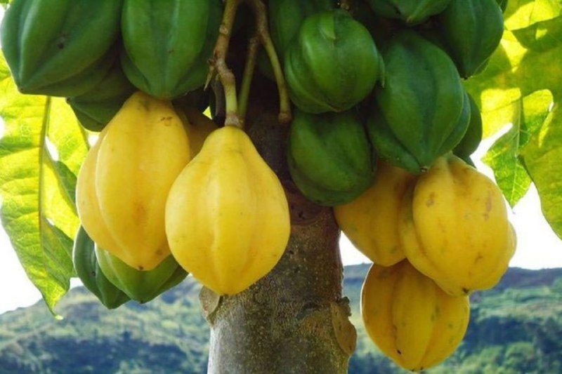 Mengenal Carica, Buah Khas Dieng yang Jadi Oleh-oleh Legendaris