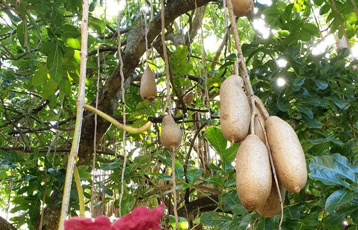 Kigelia Africana: Pohon Sosis Unik dengan Buah Beracun tapi Penuh Manfaat!