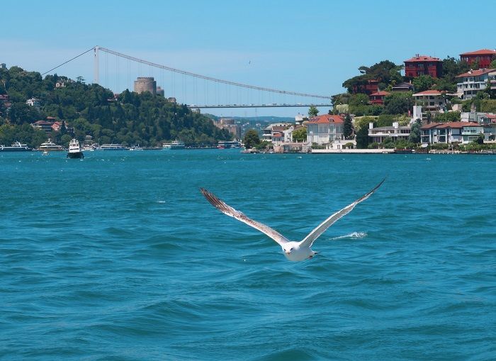 Surga di Antara 2 Benua: Menikmati Keindahan Selat Bospohorus dengan Perahu di Istanbul