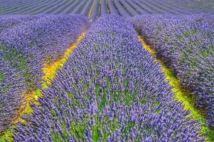 Indahnya Kebun Lavender di Aix-en-Provence, Prancis: Cantiknya Bikin Memukau Mata