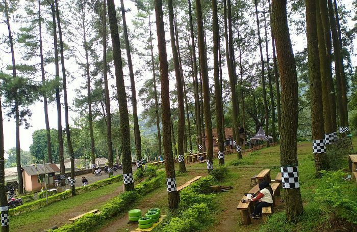 Jalan-jalan ke Hutan Pinus Nglimut, Tempat Wisata dengan Udara Sejuk Cocok Buat Camping