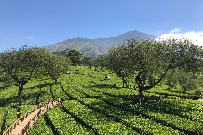 Menikmati Keindahan Bukit Kuneer di Kebun Teh Wonosari Malang