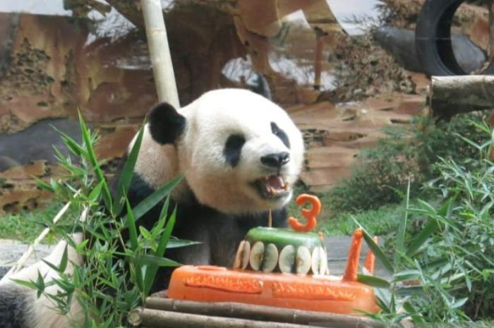 Sepasang Panda Raksasa asal China ‘Hu Chun’ dan ‘Cai Tao’ Dikawinkan di Taman Safari