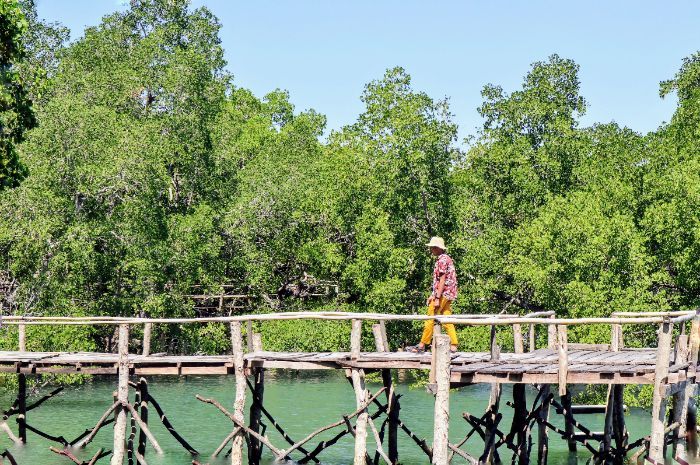 Nikmati Sensasi Bersantai di Hutan Mangrove Ndii Lifu Pulau Rote, Sejuk Tenang dengan Pemandangan Indah