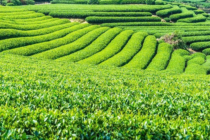 Dusit Tea Garden, Destinasi Ekowisata Perkebunan Teh Ramah Lingkungan di Jepang