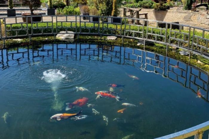 Hotel di Inggris Rugi Miliaran Rupiah Gara-gara Ikan Koi di Taman Hilang, Pencurinya Sosok Enggak Terduga!