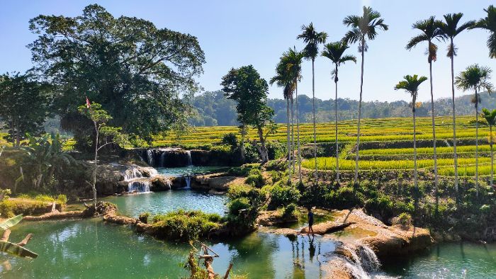 Cantiknya Weekacura, Air Terjun Unik di Tengah Area Persawahan Pulau Sumba