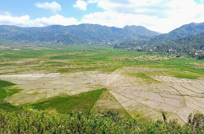 Melihat Pesona Sawah Jaring Laba-laba di Manggarai, NTT 