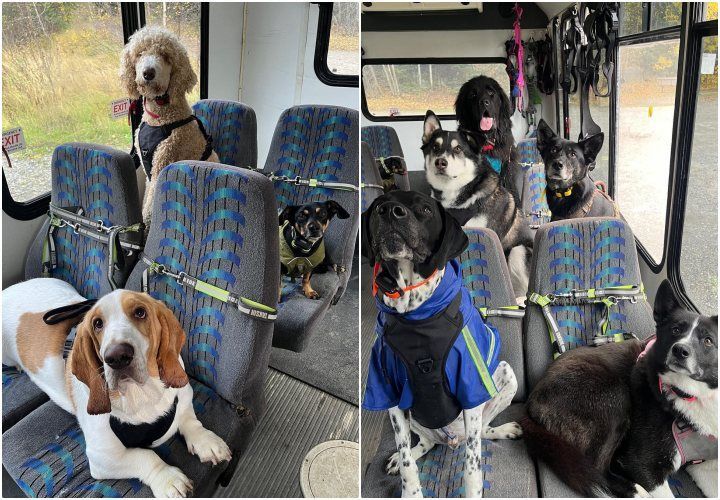 Melihat Bus Khusus Anjing di Alaska