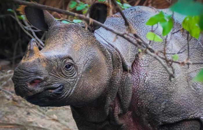 Cegah Perburuan Badak, Balai TN Ujung Kulon Tutup Akses ke Semenanjung Mulai Awal November