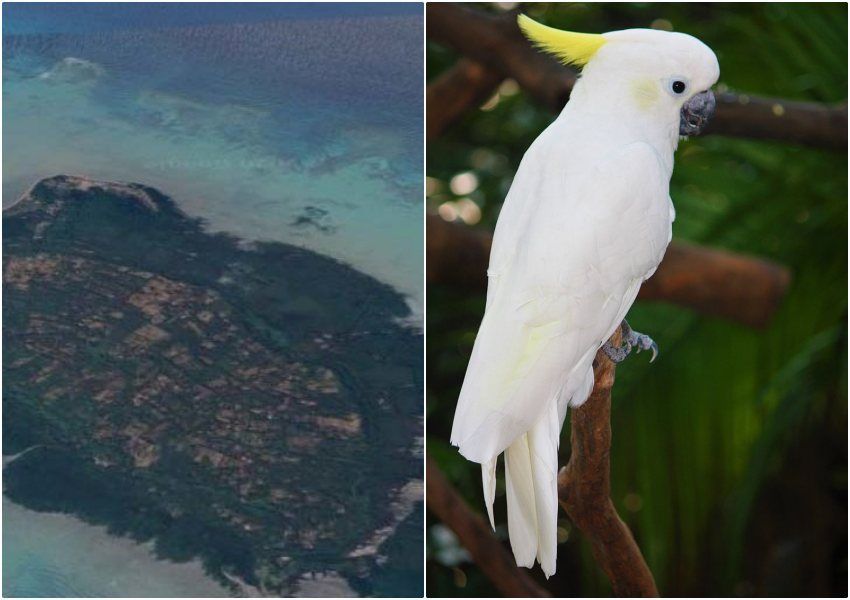 Liburan ke Pulau Masakambing di Sumenep Ini Bisa Lihat Burung Kakatua Jambul Kuning Di Habitat Aslinya Lho!