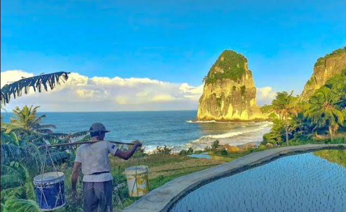 Viral! Keindahan View Sawah Tercantik yang Ada di Pacitan