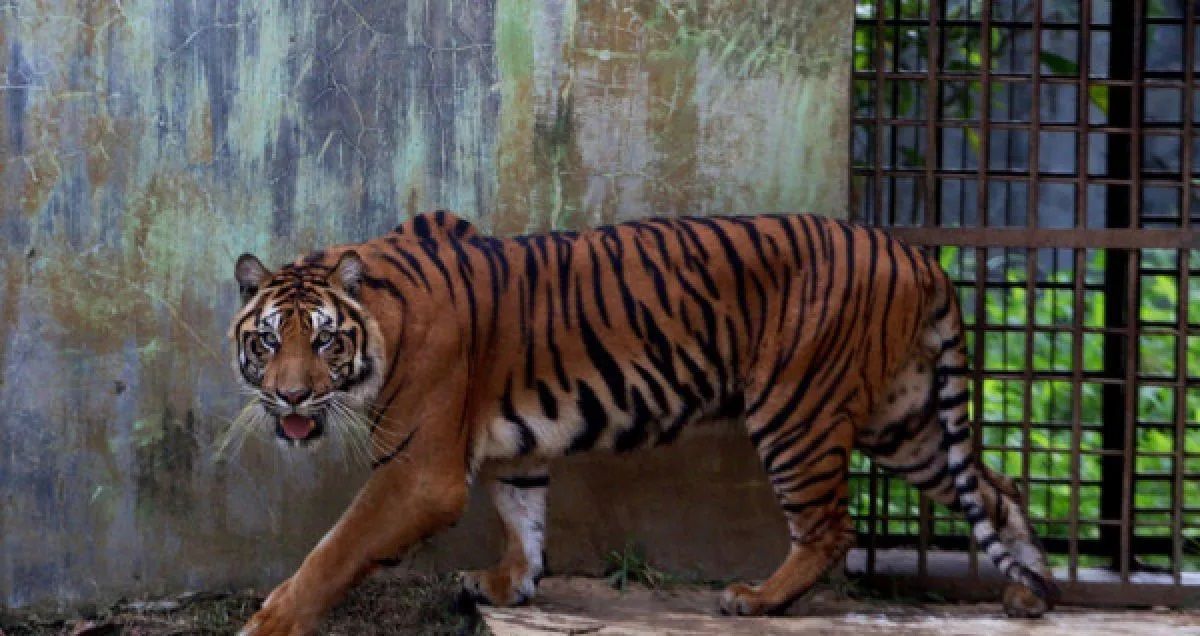 Ironi Medan Zoo, Harimau-harimau Mati sampai Pengunjung Sepi