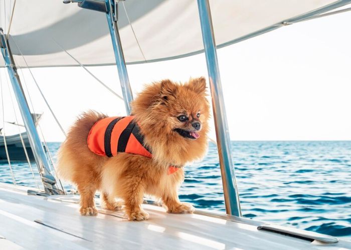 Unik! Kapal Pesiar Mewah Ini Bolehkan Pengunjung Bawa Anjing Ikut Berlayar, Ada Taman Bermain dan Olahraga