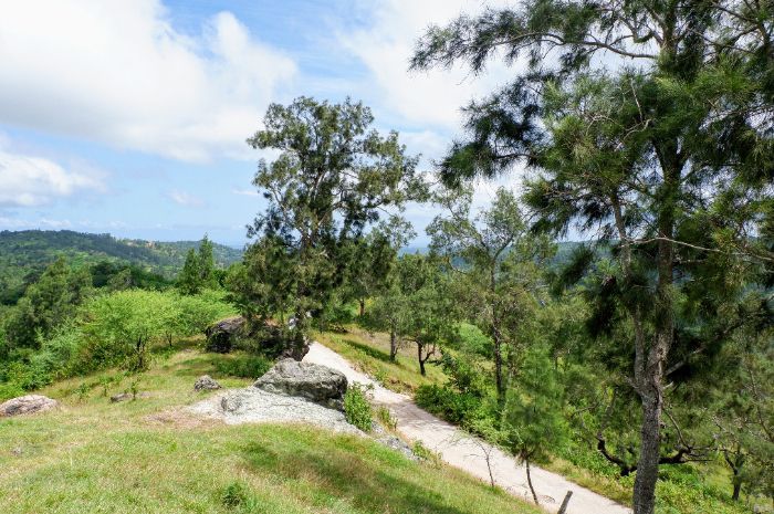Mengunjungi Fatumetan, Spot Foto Menawan dengan Hamparan Pohon Pinus