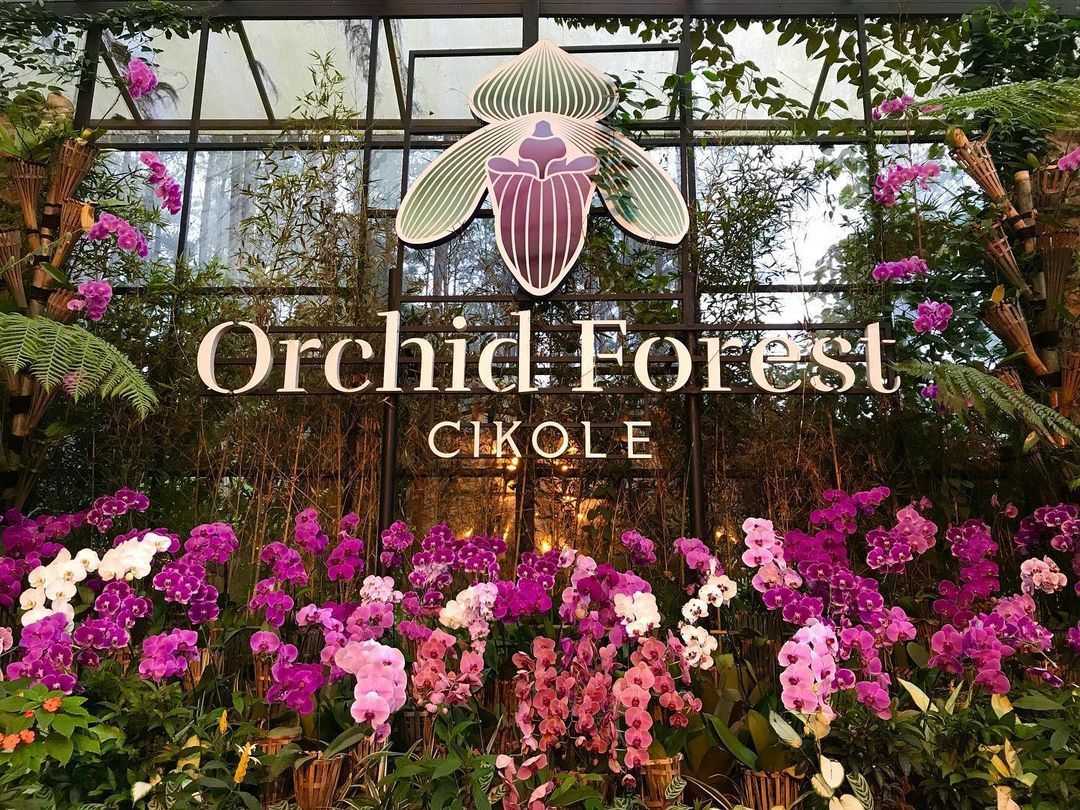 Rekomendasi Destinasi Menikmati Teh dengan Nuansa Alam di Orchid Forest Cikole