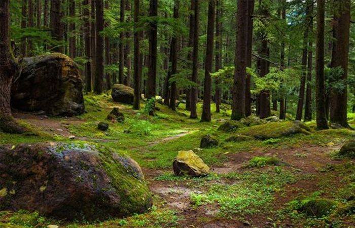 5 Besar Negara dengan Hutan Terluas, Indonesia Posisi Berapa?