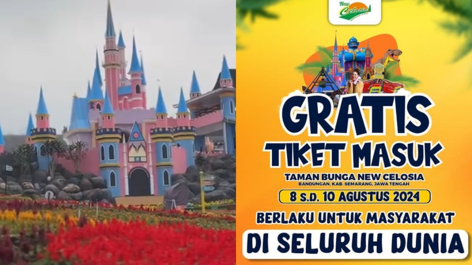 Sempat Kebakaran, Taman Bunga Celosia Kembali Dibuka dan Beri Tiket Gratis, Serbu!