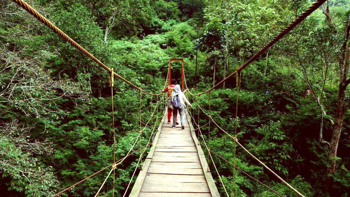 7 Cara Bertahan Hidup Jika Tersesat di Hutan Saat Mendaki Gunung
