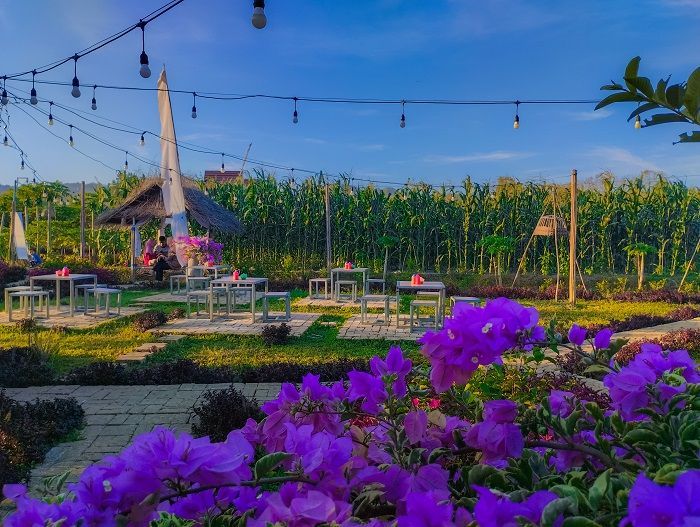 Menikmati Sensasi Nongkrong Menyegarkan di Tengah Hamparan Sawah Hijau Sumenep di Kafe Calina Bato