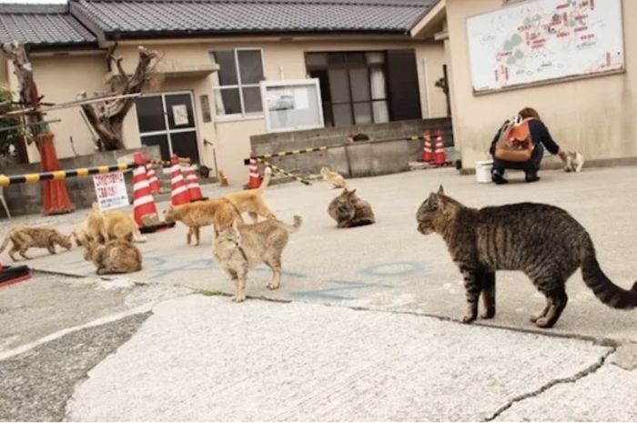 Akhir Era Pulau Kucing Aoshima di Jepang: Menurunnya Populasi Manusia dan Kucing