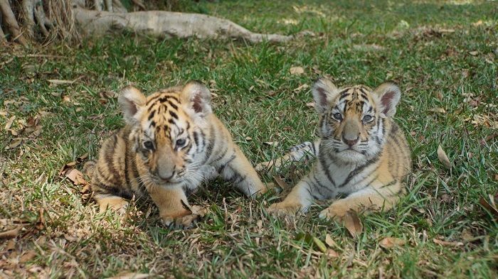 Gemas! Tiga Spesies Langka Jadi Penghuni Baru Taman Safari Indonesia