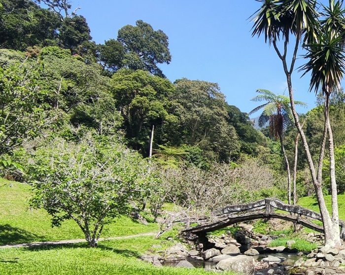 Kebun Raya Cibodas Bisa Jadi Pilihan Liburan Kamu: Tengok Informasi Lengkapnya!