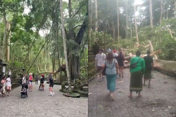 Detik-detik Pohon Tumbang di Monkey Forest Ubud Bali, 2 WNA Tewas dan 3 Luka-luka