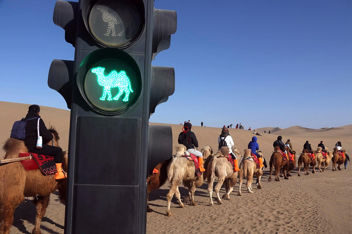 China Bikin Inovasi Wisata di Gansu, Ciptakan Lampu Lalu Lintas Khusus untuk Unta