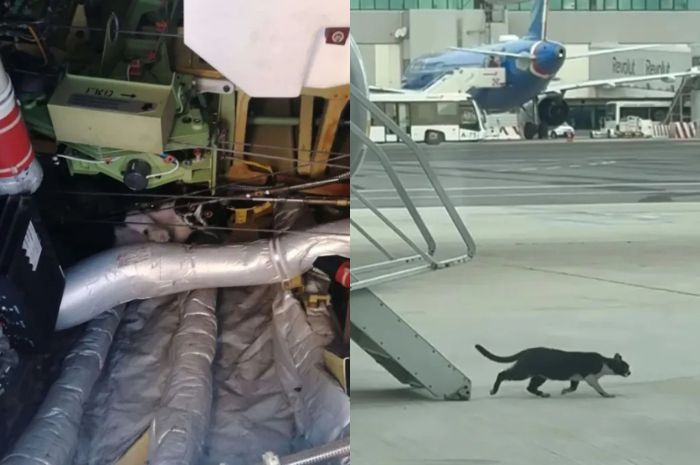 Gara-gara Kucing, Pesawat Ryanair Tunda Penerbangan selama 2 Hari