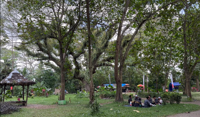 De Djawatan: Tempat Wisata di Banyuwangi dengan Hutan yang Eksotis