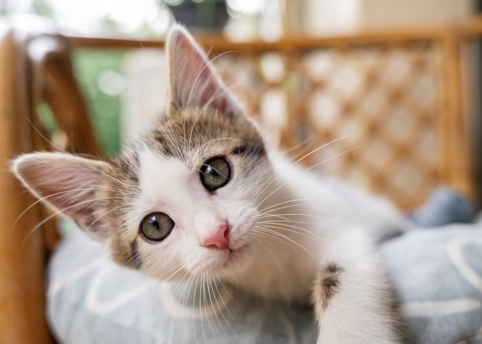 Gubernur Jakarta Pramono Anung Ingin Buat Pulau Kucing, Bakal Jadi Tempat Wisata seperti di Jepang
