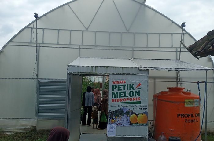 Masuk Gratis, Wisata Petik Melon Hidroponik di Teras Boyolali Diserbu Pengunjung