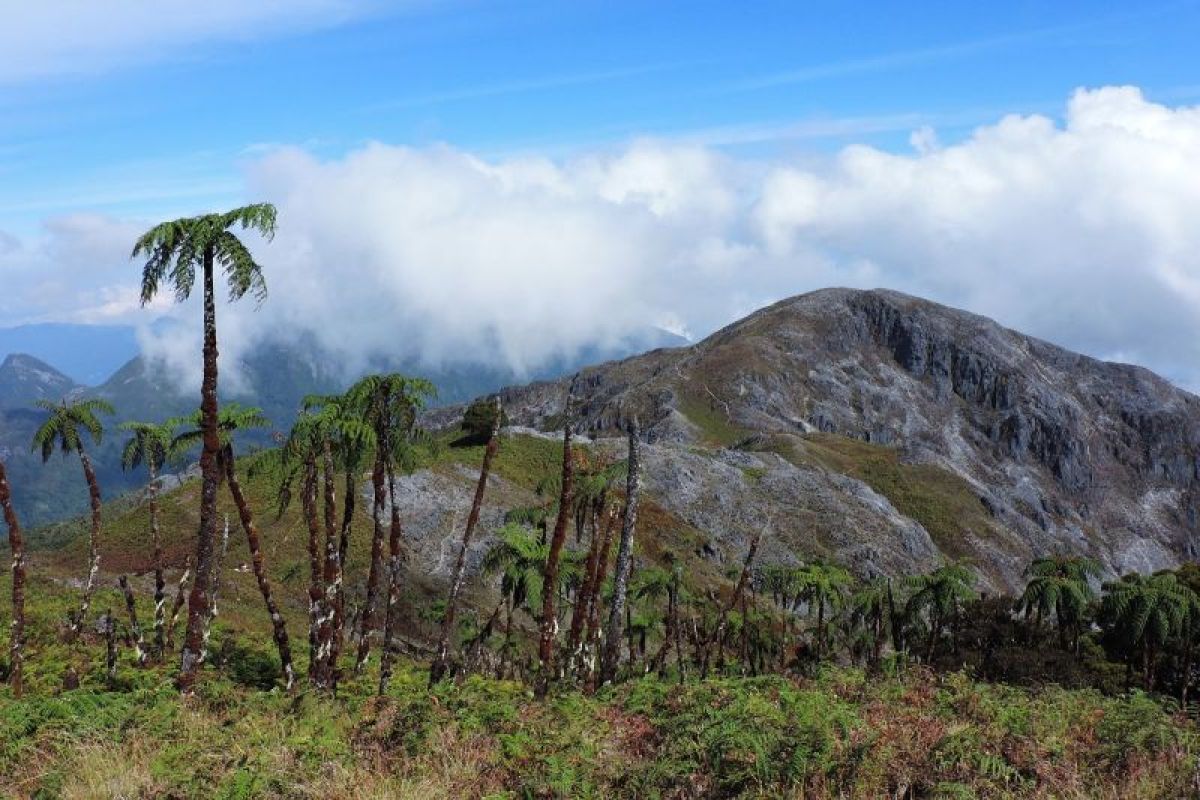 Balai TN Manusela Tutup Sementara Jalur Wisata Gunung Binaiya Buntut Pendaki Hilang