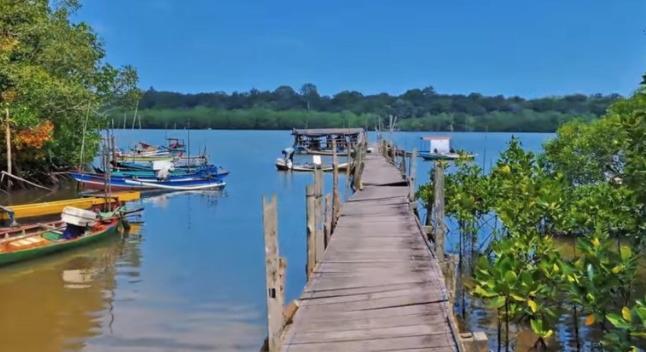 Muara Bedul Banyuwangi, Primadona Keindahan Alam Hutan Mangrove yang Terlupakan