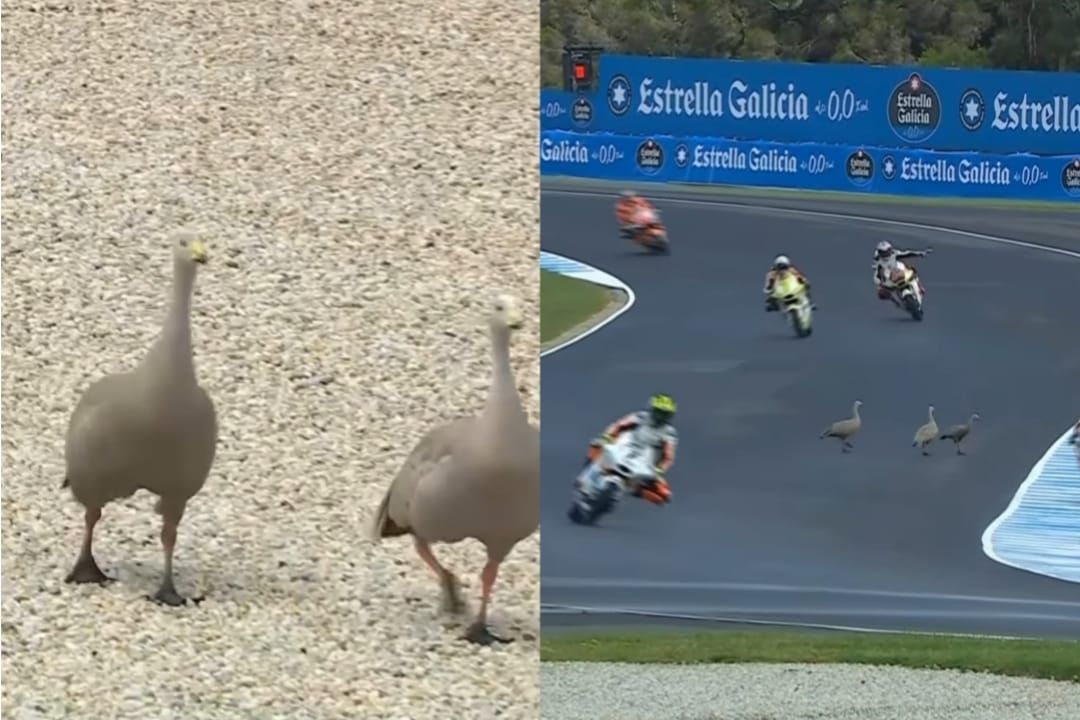Kocak! Sesi Latihan Moto GP Phillip Island Terhenti Akibat Angsa Menyebrang di Lintasan